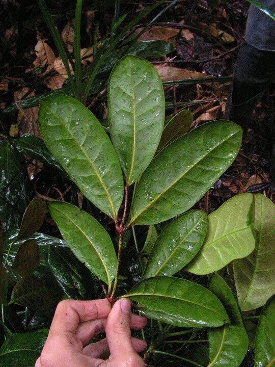 Ένα έγχυμα με βάση τα φύλλα Catuaba αυξάνει την ισχύ πριν από το σεξ